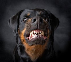 Mean Rottie Meme Template