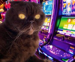 Gambling cat Meme Template