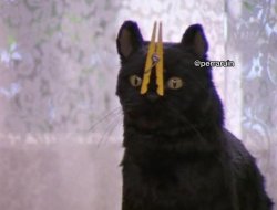 salem cat Meme Template