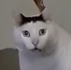 huh cat Meme Template