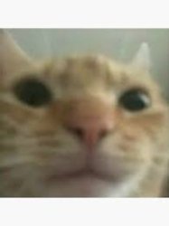 Cat too close to camera Meme Template