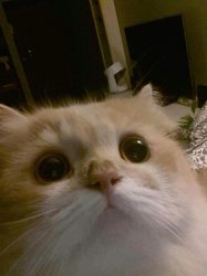 Mmmcats Meme Template