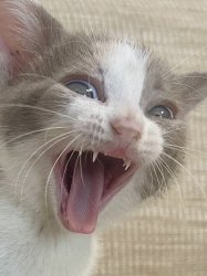 Kitten laugh Meme Template