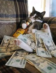 Cat with alcohol and money Meme Template