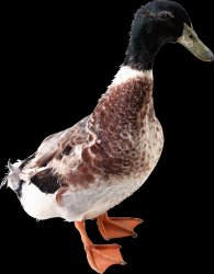 Duck Meme Template