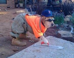 Tradie dog Meme Template