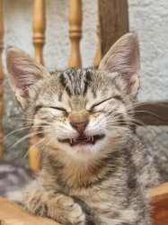 grin cat Meme Template