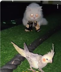 Ambushing Cat Staring At Unaware Cockatiel Meme Template