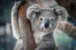 Koalas - the assholes of the animal kingdom Meme Template