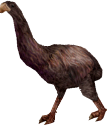 Dinornis (FMM UV-32) Meme Template