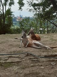 Kangaroos chillin Meme Template