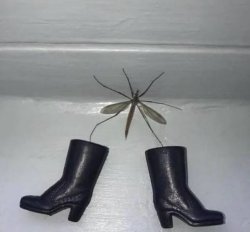 fashionable crane fly Meme Template