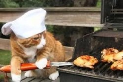 Chef cat flipping burgers Meme Template