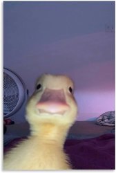 Duck Meme Template