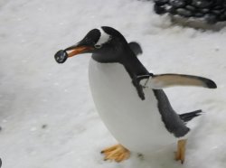 Penguin with a pebble Meme Template