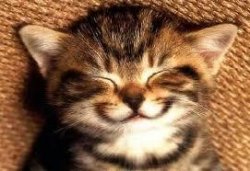 Smiley Cat Meme Template