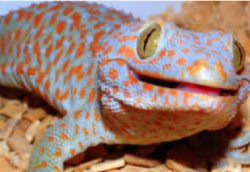 Tokay Gecko Smiles! Meme Template