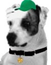 sussy discovey kids dog head Meme Template