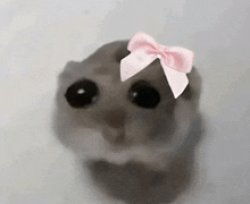 I’m just a girl hamster Meme Template