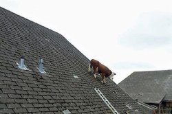 Cow on sloped roof Meme Template