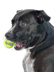 Suki and ball Meme Template