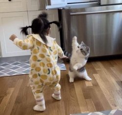 Baby fights kitten Meme Template