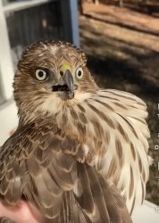 Surprised Hawk Meme Template