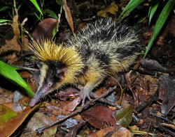 tenrec Meme Template