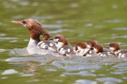 merganser Meme Template