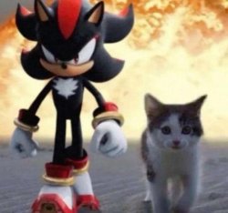 Shadow and cat Meme Template