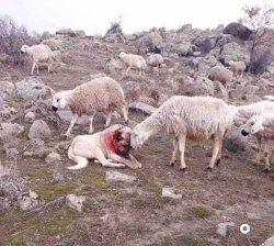 Sheepdog Warrior Meme Template