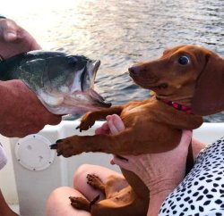 Dog and fish Meme Template