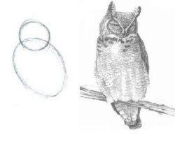 How to draw an owl Meme Template