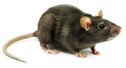 Funny Rat Meme Template