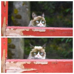 Grumpy cat looking through window Meme Template