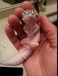 Pondering lizard Meme Template