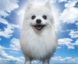 Bork on Sol Meme Template