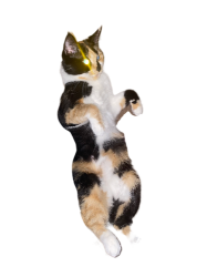 flying cat Meme Template