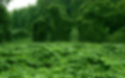 kudzu (blurred Meme Template