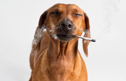 Dog with cigarette Meme Template