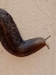 Silly slug Meme Template