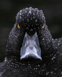 Angry Black Duck Meme Template