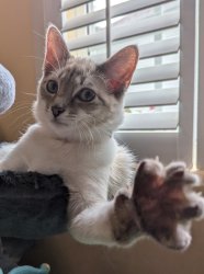 Stop cat Meme Template