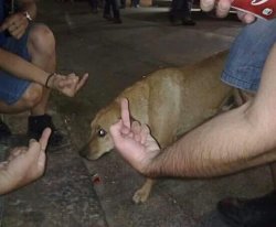 Dog Getting the Middle Finger Meme Template