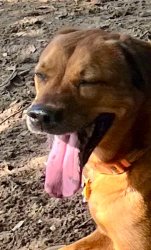 Cool dog Meme Template