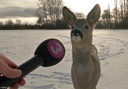 Deer Interview Meme Template