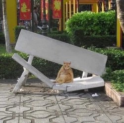 Fat Cat breaks seat Meme Template