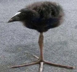 Long Legged  Bird Meme Template