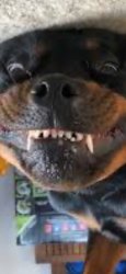 Rottweiler upside down fangs Meme Template