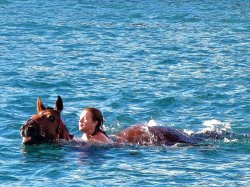 Horses swimming around the boat Meme Template